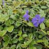 Vinca minor 'Ralph Shugert' | 40 stuks
