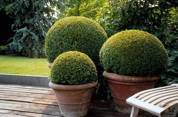 Buxus Sempervirens | 12 stuks