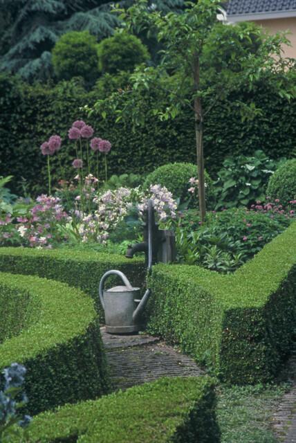 Buxus Sempervirens | 12 stuks