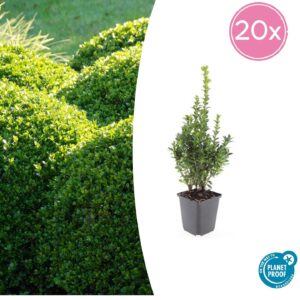 Buxus Sempervirens | 20 stuks