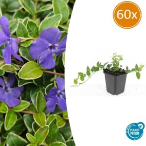 Vinca minor 'Ralph Shugert' | 60 stuks