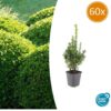 Buxus Sempervirens | 60 stuks
