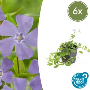 Vinca minor 'La Grave' | 6 stuks
