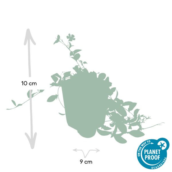 Vinca minor 'La Grave' | 6 stuks