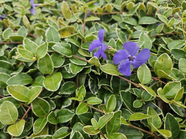 thumbnail_6000-1084.jpg Vinca minor 'Ralph Shugert' | 6 stuks