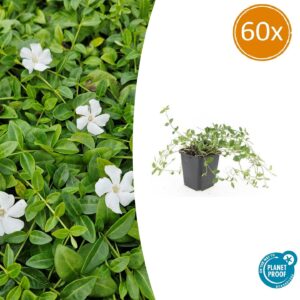 Vinca minor 'Gertrude Jekyll' | 60 stuks