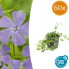 Vinca minor 'La Grave' | 60 stuks