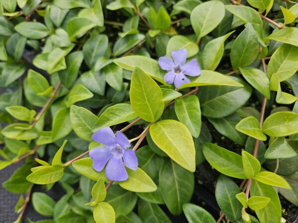 Vinca minor 'La Grave' | 60 stuks