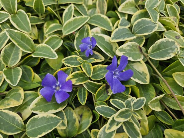 thumbnail_6000-1116.jpg Vinca minor 'Blue and Gold' | 12 stuks