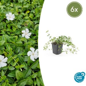 Vinca minor 'Gertrude Jekyll' | 6 stuks