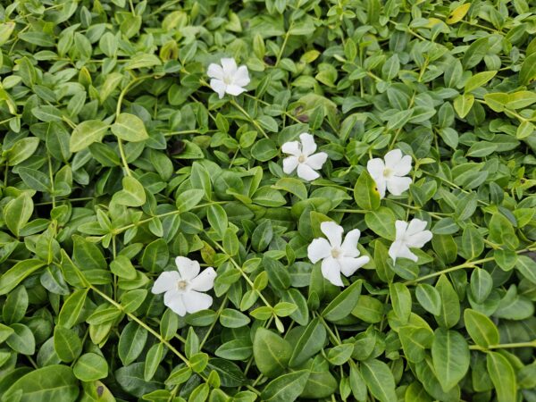 thumbnail_6000-1131.jpg Vinca minor 'Gertrude Jekyll' | 6 stuks