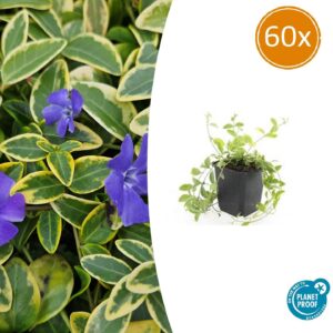 thumbnail_6000-1142.jpg Vinca minor 'Aureovariegata' | 60 stuks