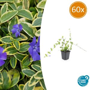 Vinca minor 'Blue and Gold' | 60 stuks