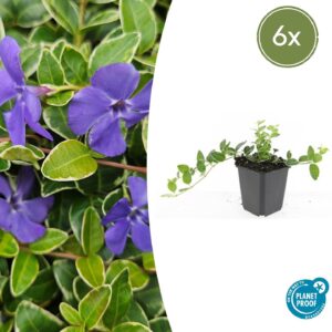 thumbnail_6000-1152.jpg Vinca minor 'Argenteovariegata' | 6 stuks