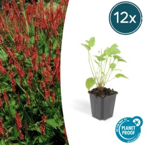 Persicaria amplexicaulis | 12 stuks