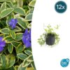 Vinca minor 'Aureovariegata' | 12 stuks