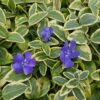 Vinca minor 'Aureovariegata' | 12 stuks