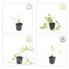 Vinca major 'Alba' | 6 stuks