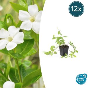 Vinca major 'Alba' | 12 stuks