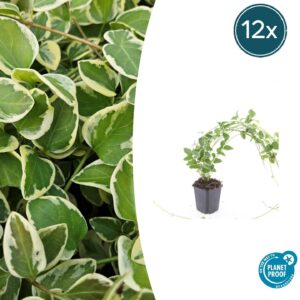 Vinca major 'Variegata' | 12 stuks