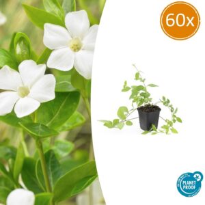 Vinca major 'Alba' | 60 stuks