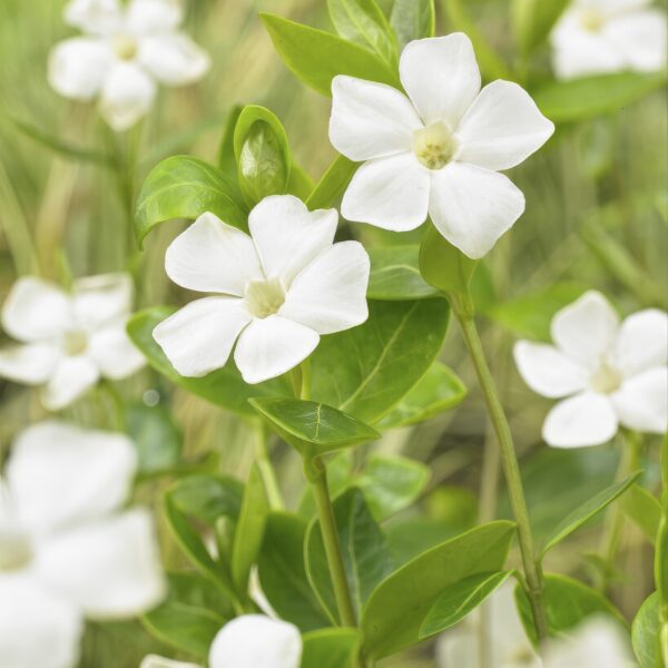Vinca major 'Alba' | 60 stuks