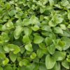 Vinca major 'Alba' | 60 stuks