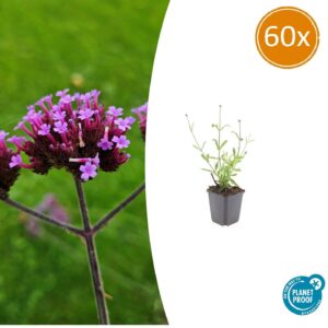 Verbena bon. 'Lollipop' | 60 stuks
