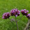 Verbena bon. 'Lollipop' | 6 stuks