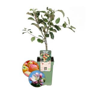 Appelboom - Biologisch - Malus