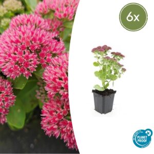 Sedum 'Herbstfreude' | 6 stuks