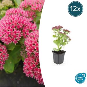 Sedum 'Herbstfreude' | 12 stuks