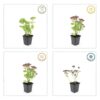 Sedum 'Herbstfreude' | 12 stuks