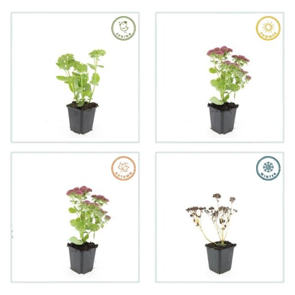 Sedum 'Herbstfreude' | 12 stuks