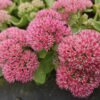 Sedum 'Herbstfreude' | 20 stuks