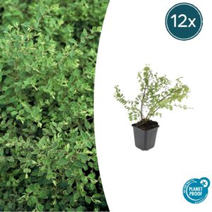 thumbnail_6000-1320.jpg Symphoricarpos ch. 'Hancock' | 12 stuks