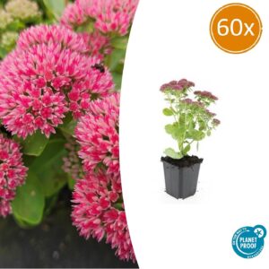 Sedum 'Herbstfreude' | 60 stuks
