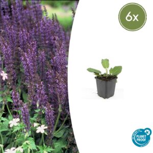 Salvia nem. 'Mainacht' | 6 stuks