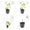 Persicaria amplexicaulis | 6 stuks