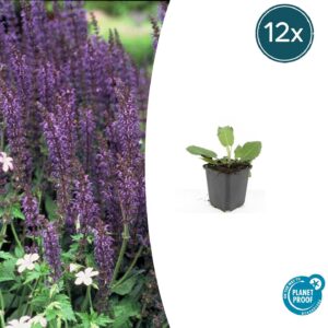 Salvia nem. 'Mainacht' | 12 stuks