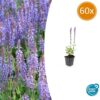 Salvia nemorosa 'Caradonna' | 60 stuks