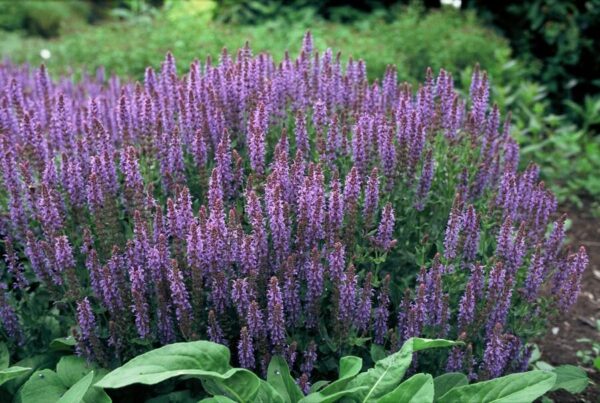 thumbnail_6000-1391.jpg Salvia nemorosa 'Caradonna' | 60 stuks