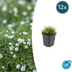 Sagina subulata | 12 stuks