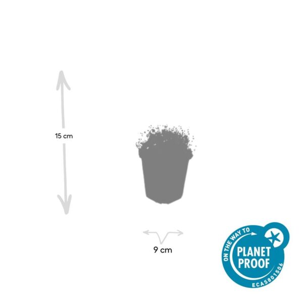 Sagina subulata | 40 stuks