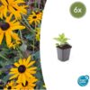 Rudbeckia fulgida 'Goldsturm' | 6 stuks