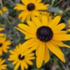 Rudbeckia fulgida 'Goldsturm' | 6 stuks