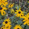 Rudbeckia fulgida 'Goldsturm' | 6 stuks