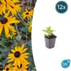 Rudbeckia fulgida 'Goldsturm' | 12 stuks