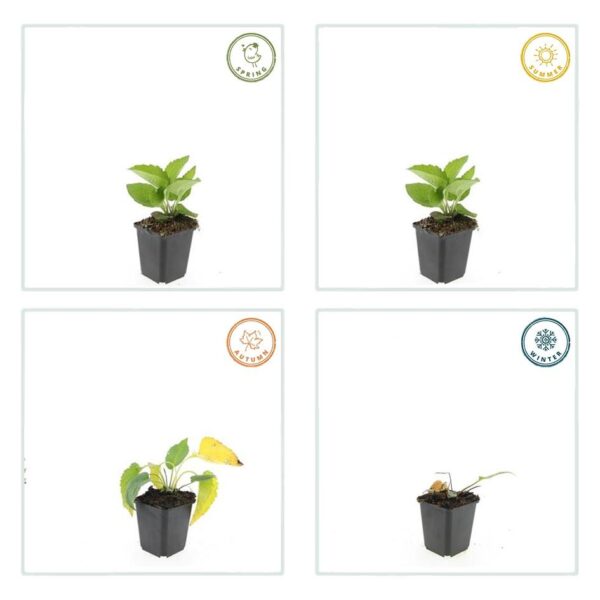 thumbnail_6000-1427.jpg Rudbeckia fulgida 'Goldsturm' | 12 stuks