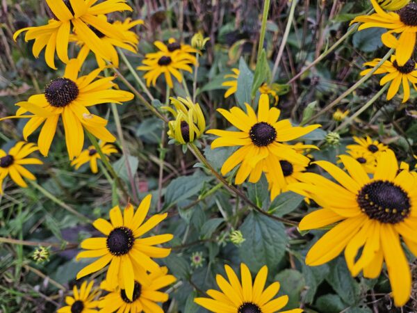 thumbnail_6000-1429.jpg Rudbeckia fulgida 'Goldsturm' | 12 stuks